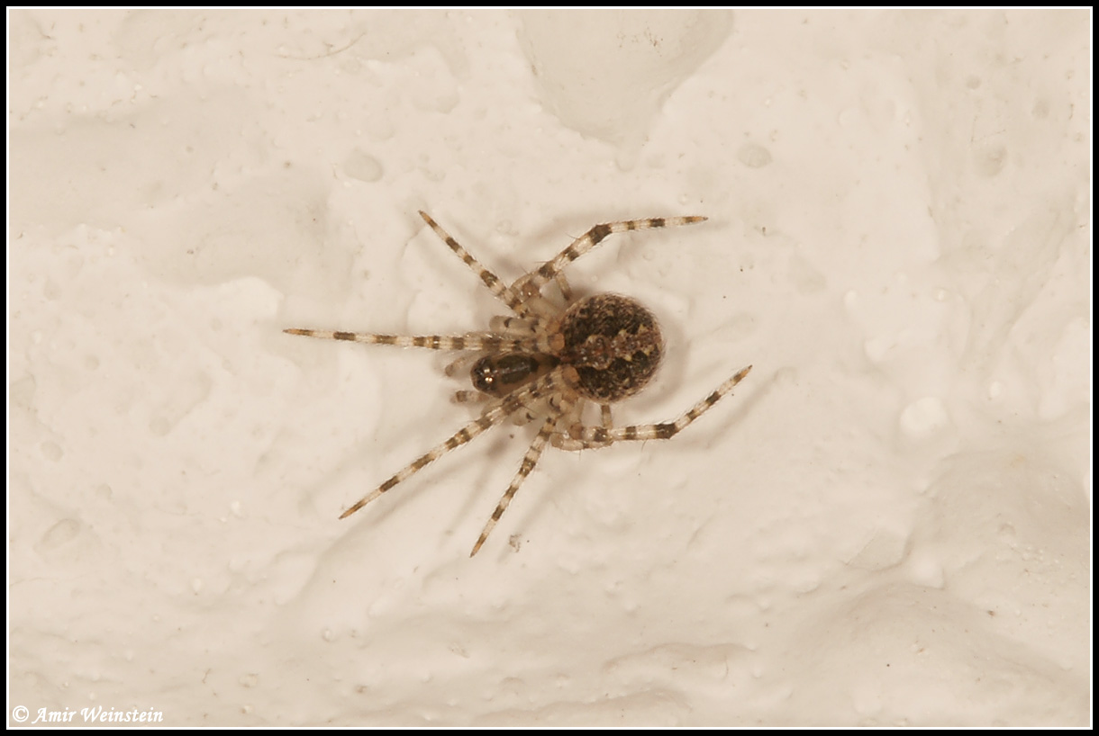 Araneae d''Israele - ID help needed
